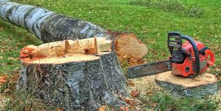 Best Stump Grinding and Removal  in Beech Grove, IN