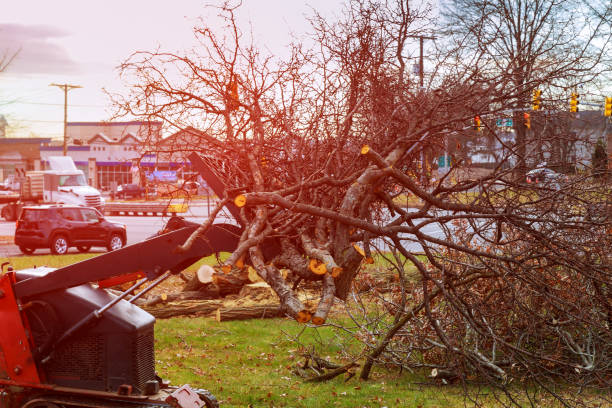 How Our Tree Care Process Works  in  Beech Grove, IN