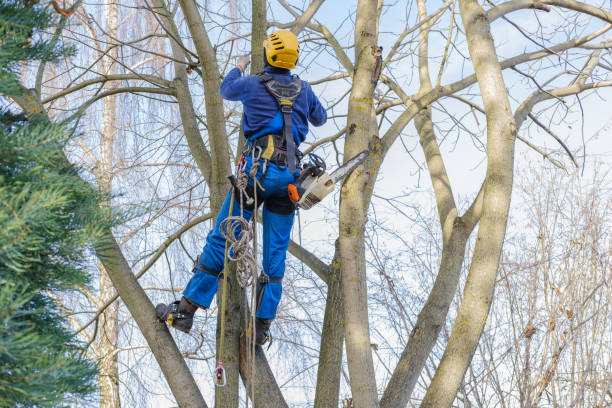 Best Palm Tree Trimming  in Beech Grove, IN